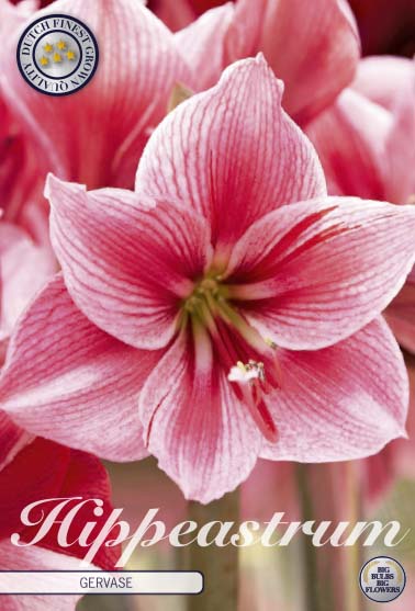 Hippeastrum Gervase x1 30/32 - Sam van Schooten