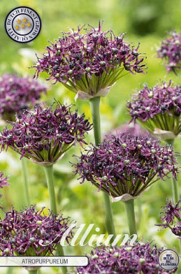 Allium Atropurpureum x5 12/14