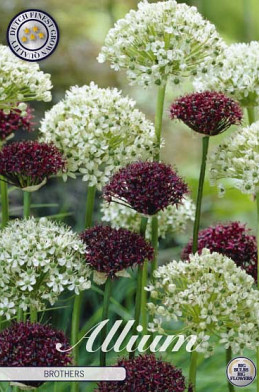 Allium Brother x5 12/14