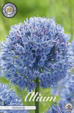 Allium Caeruleum x15 5/+