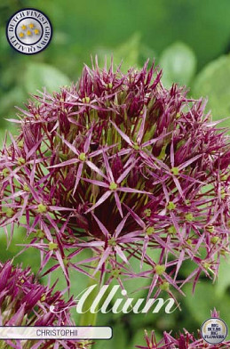 Allium Christophii x5 12/14