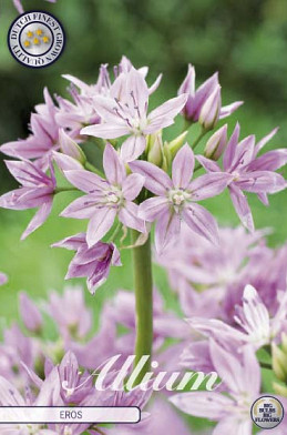 Allium Eros x10 5/6