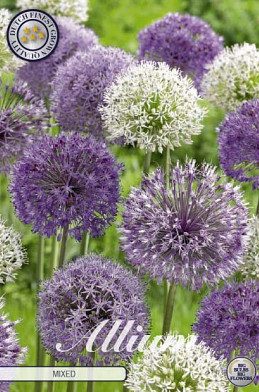 Allium Mixed x5 12/14