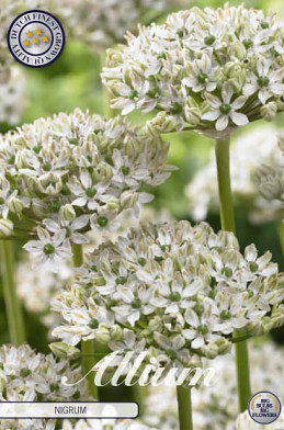 Allium Nigrum x5 10/12