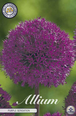 Allium Purple Sensation x5 12/14