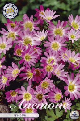 Anemonen Blanda Pink Star x10 5/6