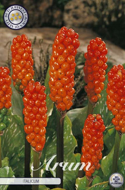 Arum italicum x3 I .