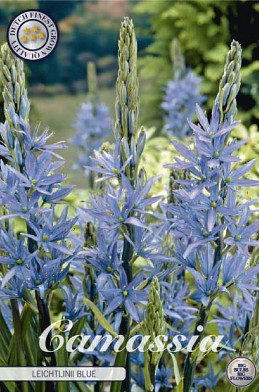 Camassia Leichtlinii blue x 3 14/16