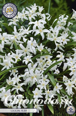 Chionodoxa Luciliae Alba x20 5/6