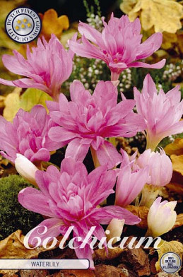 Colchicum Waterlily x1 14/16