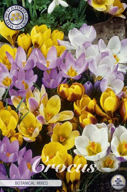 Crocus Chrysanthus Mixed x20 5/6