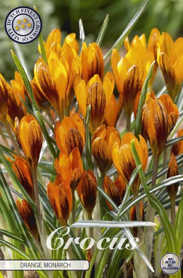 Crocus Chrysanthus Orange Monarch x10 5/7