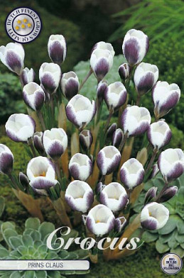 Crocus Chrysanthus Prins Claus x10 5/6