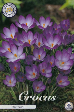 Crocus Chrysanthus Ruby Giant x20 5/6