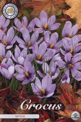 Crocus Sativus x10 8/9