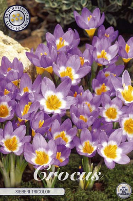 Crocus Sieberi Tricolor x10 5/7