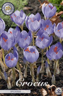 Crocus Speciosus x15 5/6