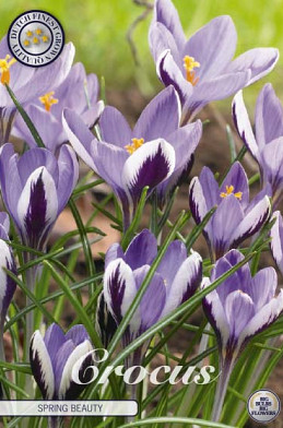 Crocus Spring Beauty x20 5/6