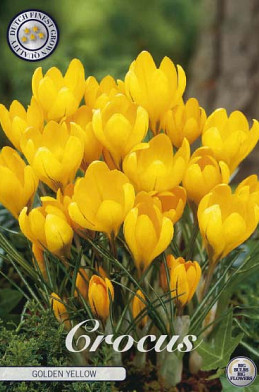 Crocus Vernus Golden Yellow x10 8/9