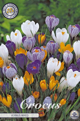 Crocus Vernus Mixed x10 8/9