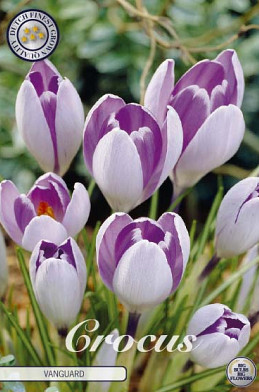 Crocus Vernus Vanguard x10 8/9