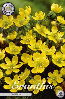 Eranthis Hyemalis x10 5/6