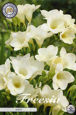 Freesia Single White x15 5/6