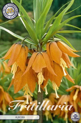 Fritillaria Imp. Aurora x1 24/26