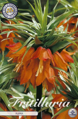 Fritillaria Imp. Rubra x1 24/26