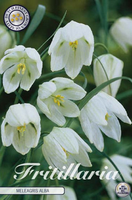 Fritillaria Meleagris Alba x10 7/+