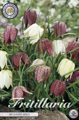 Fritillaria Meleagris Mixed x15 7/+