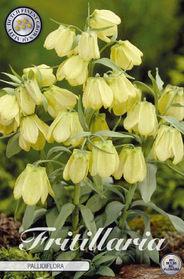 Fritillaria Pallidiflora x 2 12/+