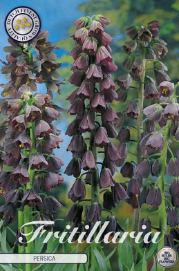 Fritillaria Persica x1 24/26