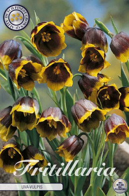 Fritillaria Uva Vulpis x10 8/9