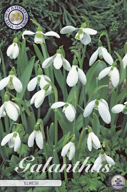 Galanthus Elwesii x10 5/6