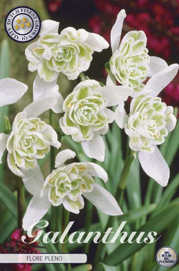 Galanthus Nivalis Flore Pleno x7 5/6