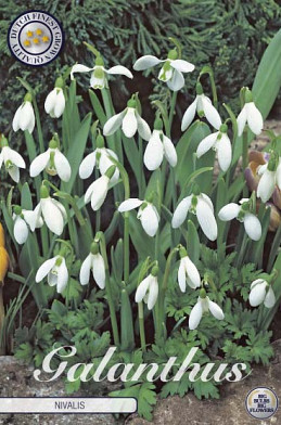 Galanthus Nivalis x10 5/6