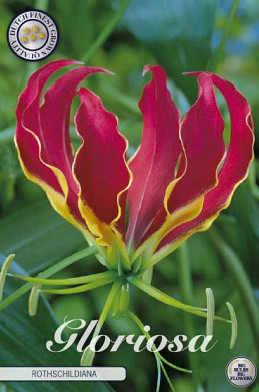 Gloriosa Rotschildiana x1 l 15/20