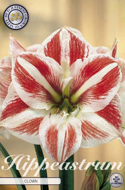 Hippeastrum Clown x1 30/32