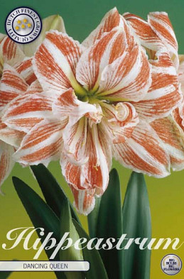 Hippeastrum Dancing Queen x1 30/32