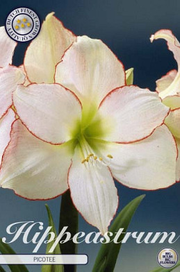 Hippeastrum Picotee x1 30/32