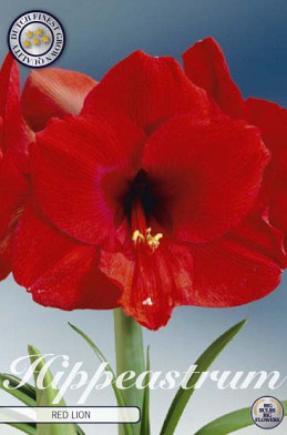 Hippeastrum Red Lion x1 30/32