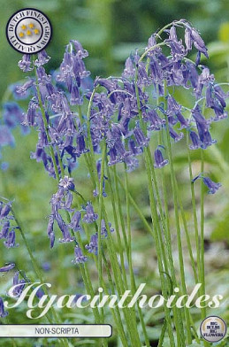 Hyacinthoides Non Scripta Blue x10 8/9