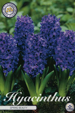 Hyacinthus Spring Field x5 15/16