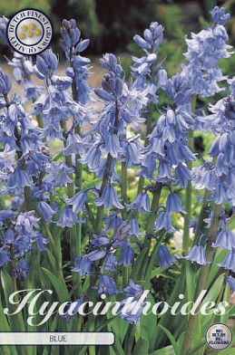 Hyacintoides Hispanica Blue x10 8/9