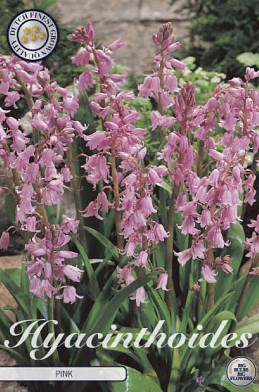 Hyacintoides Hispanica Pink x10 8/9