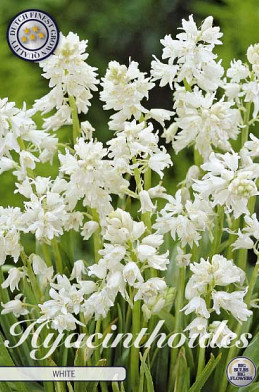 Hyacintoides Hispanica White x10 8/9