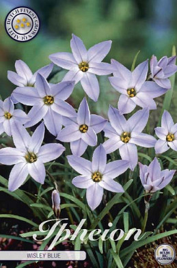 Ipheion Wisley Blue x15 4/5