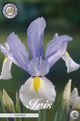 Iris Hollandica Surprise x15 8/9