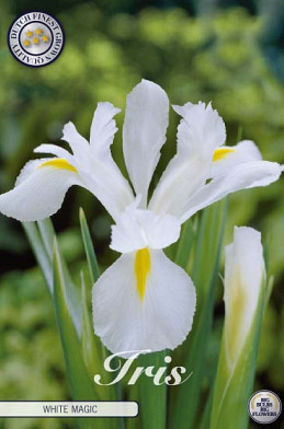 Iris Hollandica White Magic x15 8/9